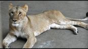 Allo zoo di Tama a Tokyo morte tre leonesse, forse per colpo di calore