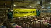 Il video shock di Greenpeace su un allevamento di maiali italiano