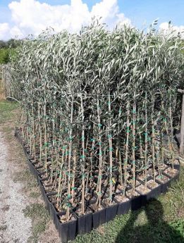 Azienda Agricola Nursery Olive Tree-produzione piante Xylella free