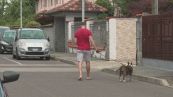 280 bimbi e 850 cani, nel milanese la "tassa sugli animali"