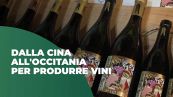 Dalla Cina all'Occitania per produrre vini