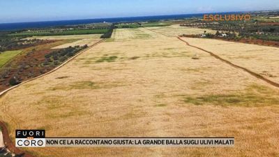 Non ce la raccontano giusta: la grande balla sugli ulivi malati