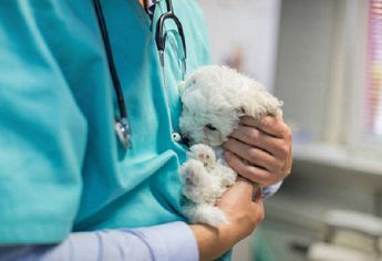 AMBULATORIO VETERINARIO MORETTI DR. BARBARA Cure del cucciolo Ambulatorio veterinario Moretti Barbara