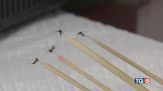 Virus West Nile 7 casi nel Lazio