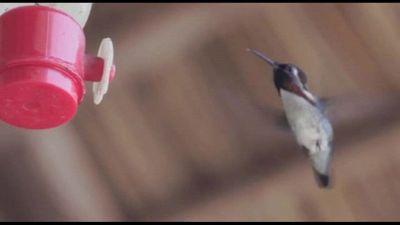 A Cuba la "Casa del colibrì di Elena", l'uccello più piccolo al mondo