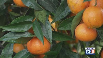 Gusto Verde - Le clementine di Corigliano-Rossano