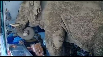 Self-service in Thailandia, l'elefante entra nell'emporio e fa merenda