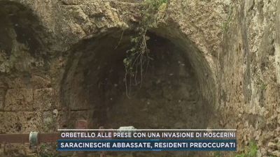 Orbetello alle prese con una invasione di moscerini