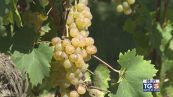Gusto diVino: il Roero