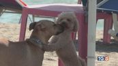 Alle terme con i cani, coccole e complicità