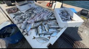 Cambiano i pesci nel Mediterraneo. I biologi: imparare a mangiarli