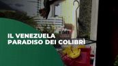 Venezuela il paradiso dei colibrì