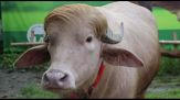 Bufalo "sosia" di Donald Trump diventa una star in Bangladesh