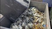 Caldo e granchio blu, la crisi delle vongole