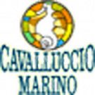 Cavalluccio Marino