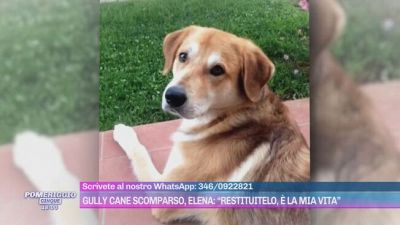 Gully cane scomparso, Elena: "Restituitelo, è la mia vita"