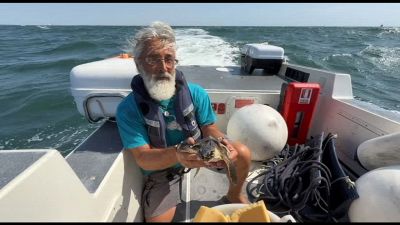 Venezia, liberata in mare una tartaruga soccorsa al Lido