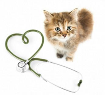 Ambulatorio Veterinario Tudini Dott.ssa Monica Cura dei gatti Monica Tudini