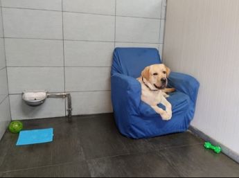 Allevamento Labrador e Golden di Casa Sapienza - Pensione per cani PENSIONE PER ANIMALI IN BOX SINGOLI