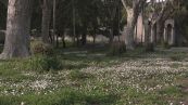 Aumentano le allergia di primavera, ne soffrono in milioni