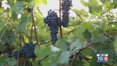 Gusto Di Vino: tempo di bilanci per le vendemmie anticipate