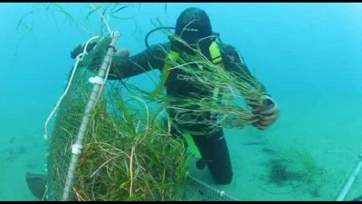 Nuovo elettrodotto nel Tirreno, Terna ripianta prateria acquatica
