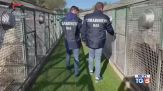 Reati contro animali carcere e maxi multe