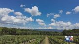Gusto di Vino: lo Chardonnay