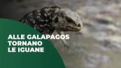 Le iguane delle Galapagos
