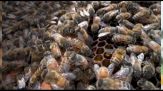 Giornata delle api, Greenpeace: insetti impollinatori stanno sparendo
