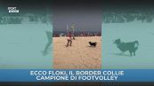 Ecco Floki, il border collie campione di footvolley
