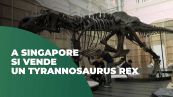 A Singapore in mostra un Tyrannosaurus rex