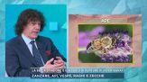 La bella stagione e il rischio di punture di invertebrati