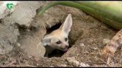 Al Bioparco di Roma nati cinque teneri fennec, i canidi più piccoli