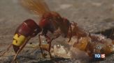 Vespa orientalis, allarme invasione