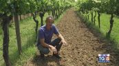 Gusto Di Vino: biodinamica e sperimentazioni uniche