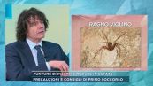 Punture di insetti e meduse in estate