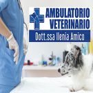 Ambulatorio veterinario Dott.ssa Ilenia Amico