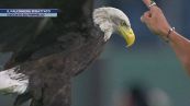 Lazio, il falconiere sfrattato da Formello