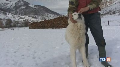 Un bonus per i cani a difesa del gregge