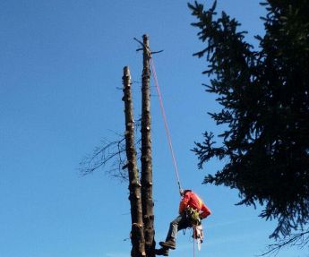 Tree-climbing