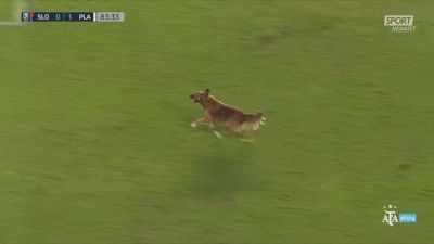 In San Lorenzo-Platense il vero protagonista è... il cane invasore