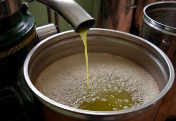 Frantoio Guglielmi olio extra vergine di oliva