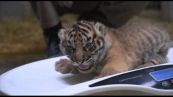 Francia, allo zoo di Amiens nati due cuccioli di tigre di Sumatra