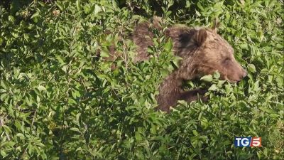 Lupi in pericolo, gli orsi a rischio