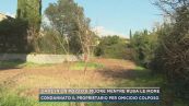 Cade in un pozzo e muore mentre ruba le more