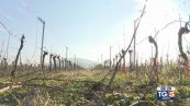 Gusto Di Vino: il fieno e la produzione del vino