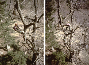 ALTO FUSTO DI TOMASONI STEFANO E C. FOTO HP PGOL