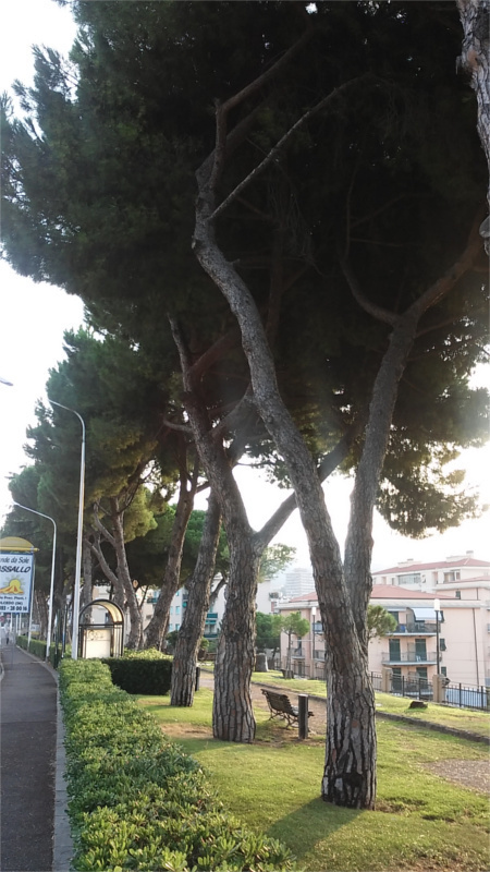 IL GIARDINO FOTO PGOL