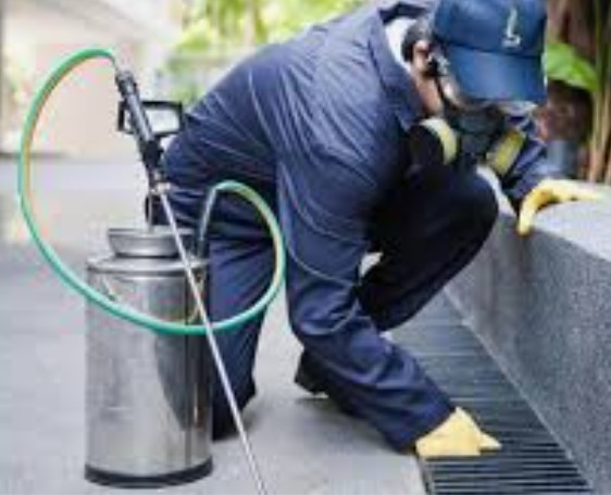 DISINFESTAZIONE TOPI